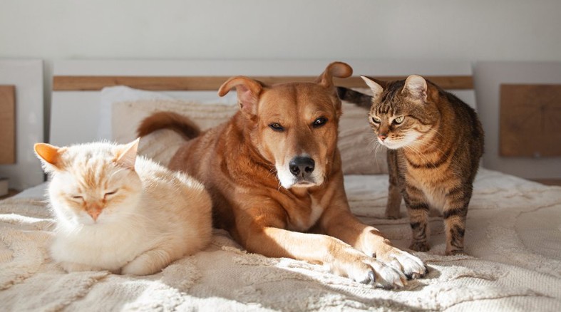 როგორ იზრდება ცხოველების გრუმინგის გლობალური ბაზარი