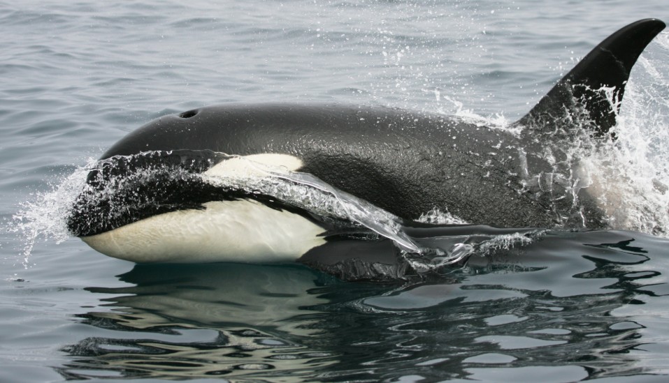მეცნიერებმა დაადგინეს: ესპანეთის სანაპიროსთან მოქმედ ცელნამგალა ვეშაპებს უნიკალური ენა აქვთ