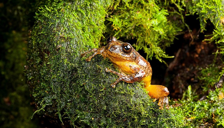 ხის ბაყაყის ორგანიზმში სიმსივნის საწინააღმდეგოდ მოქმედ ბაქტერიას მიაგნეს ხის ბაყაყის ორგანიზმში სიმსივნის საწინააღმდეგოდ მოქმედ ბაქტერიას მიაგნეს